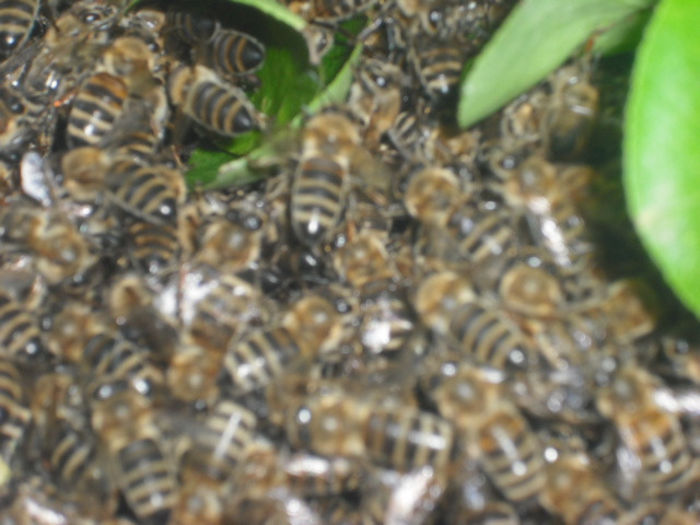 DSCF0372 - Z STUPII NOSTRI