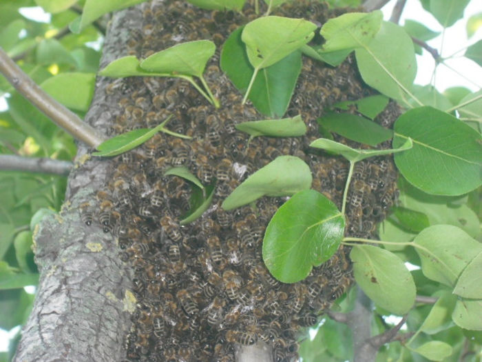 DSCF0376 - Z STUPII NOSTRI