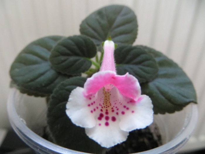 SRG s Dolce Mini - mini sinningii 2014