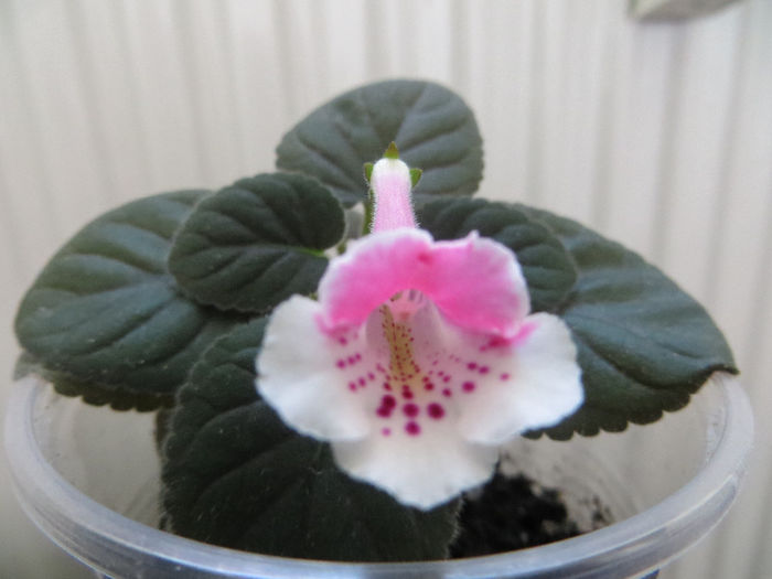  - mini sinningii 2014