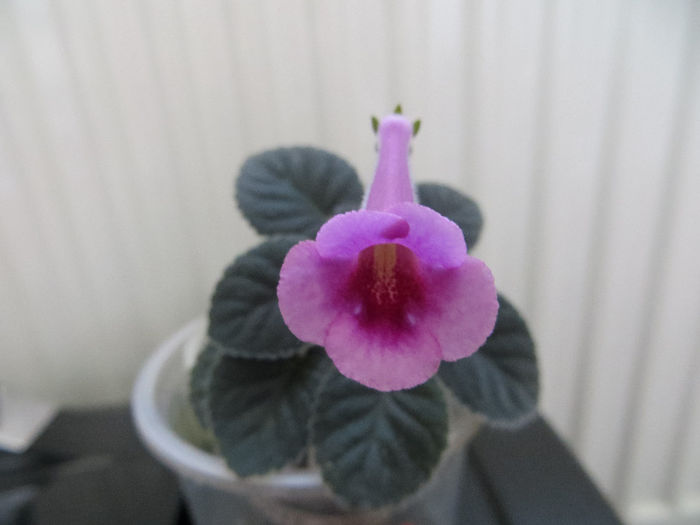 a 8 a surpriza - mini sinningii 2014