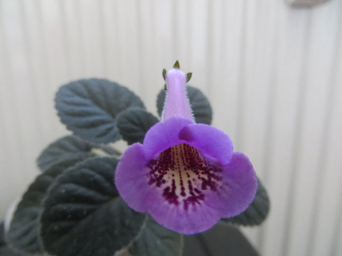 a 9 a surpriza - mini sinningii 2014