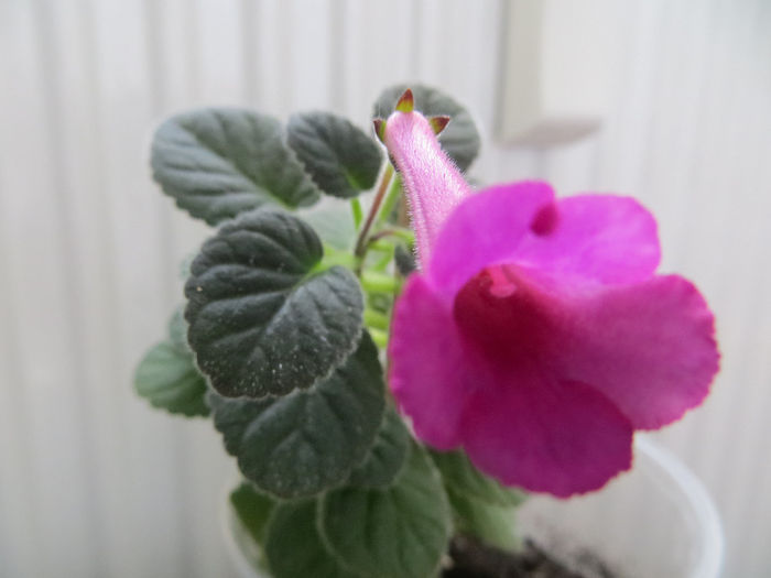 Ozark Rosy Cheeks - mini sinningii 2014