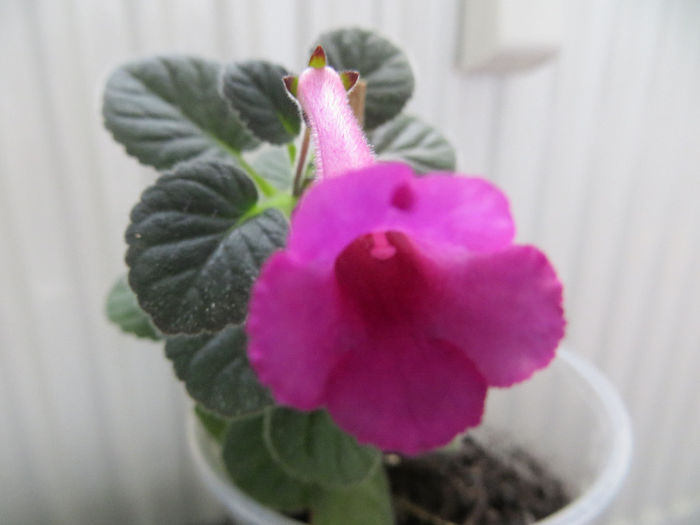  - mini sinningii 2014