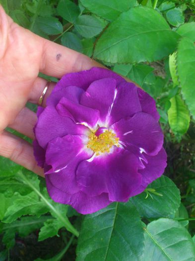 DSC_5146 - TRANDAFIRI 2014