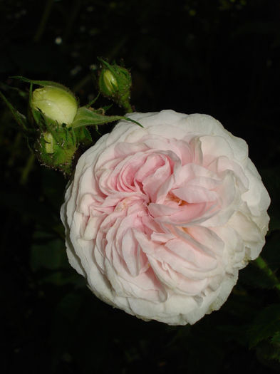 Felicite Parmentier, 20.05.2014 - Trandafiri 2014