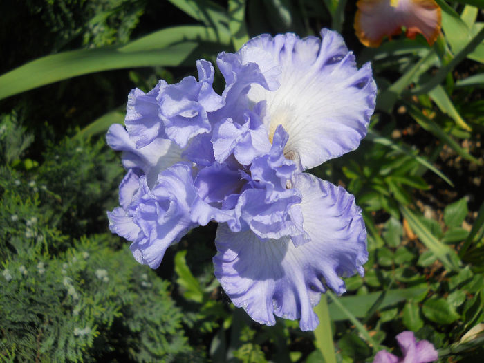 DSCN3433_003 - irisi 2014