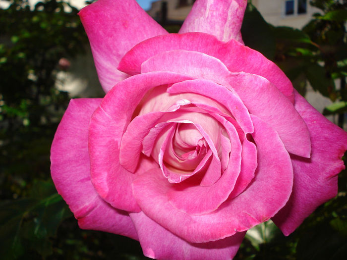 Isabel d Ortiz - Trandafiri 2014