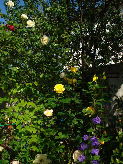 si Golden Parfume - Trandafiri 2014