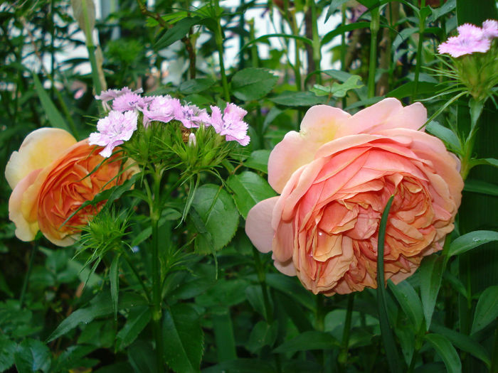 Chipendale - Trandafiri 2014