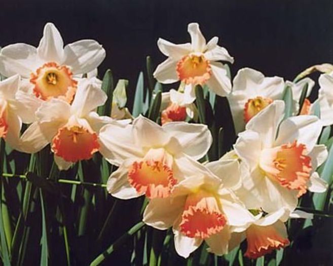 narcise pink charm 1,21 lei