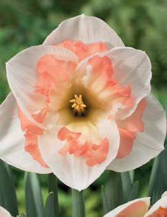 narcise pink wonder 2 lei