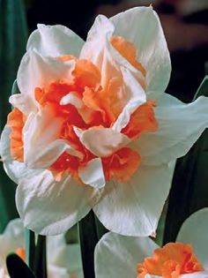 narcise replete 1,72 lei