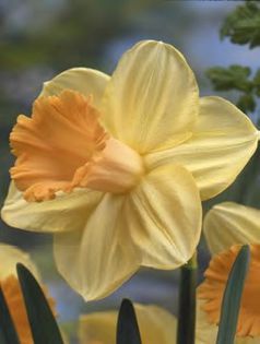 narcise sagitta 2,77 lei