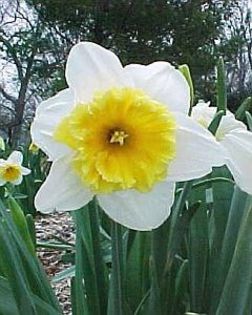 narcise slim whitman 1,32 lei