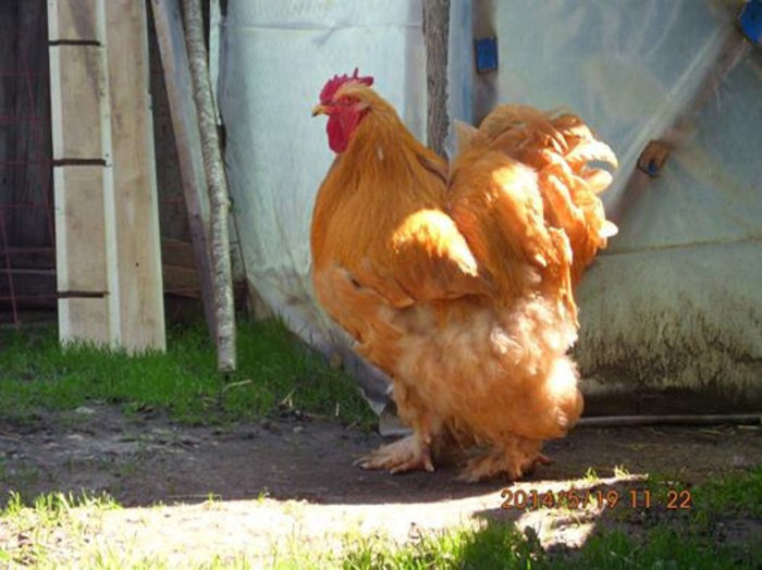 10402045_1480461588854308_3044216177384173097_n