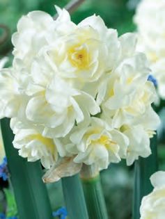 nrcise tazette erlicheer 2,33 lei