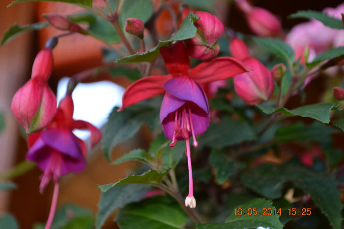 DSC_0441 - Fuchsiile mele-2014