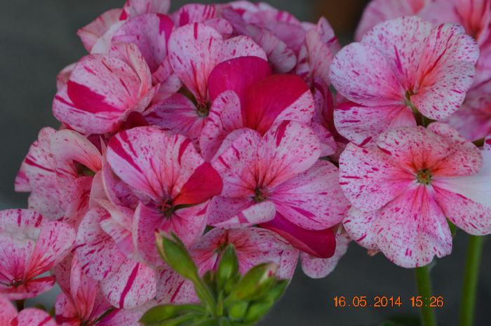 DSC_0443 - Florile mele 2014