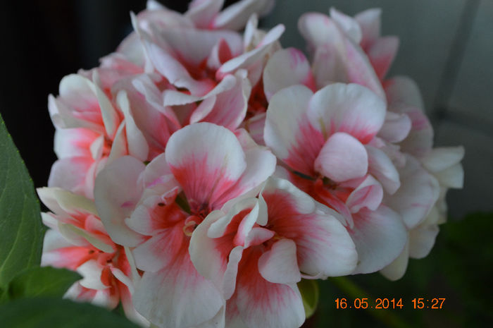 DSC_0448 - Florile mele 2014