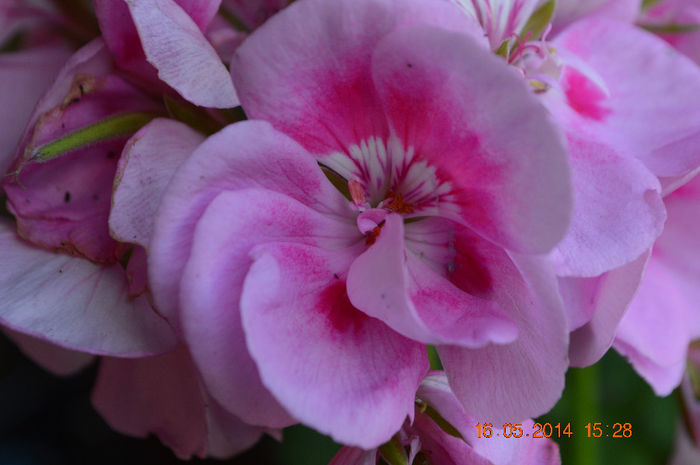 DSC_0450 - Florile mele 2014