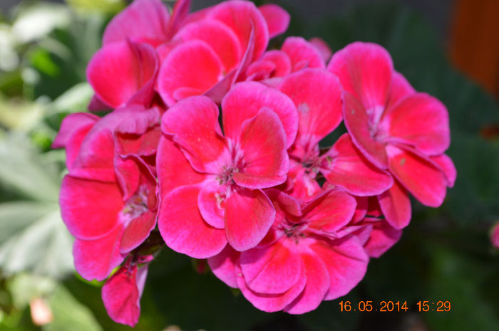 DSC_0453 - Florile mele 2014
