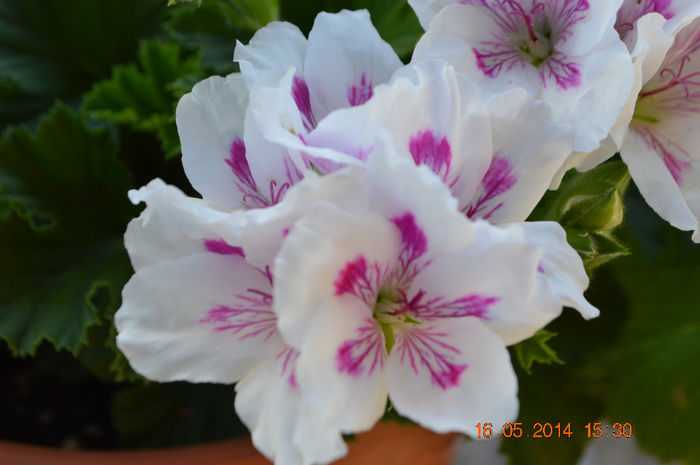 DSC_0458 - Florile mele 2014
