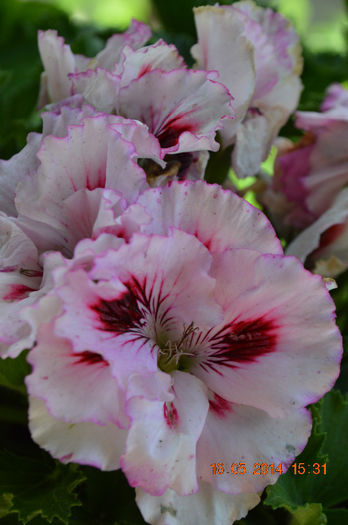 DSC_0462 - Florile mele 2014