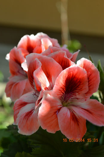 DSC_0464 - Florile mele 2014