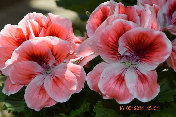 DSC_0465 - Florile mele 2014