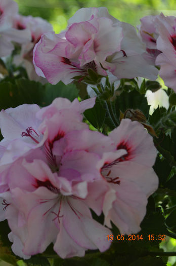 DSC_0466 - Florile mele 2014