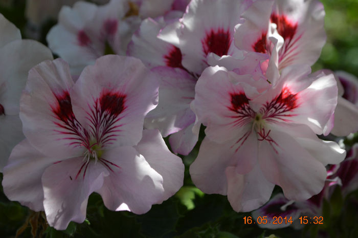 DSC_0467 - Florile mele 2014