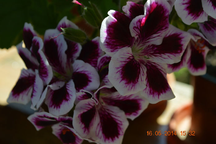 DSC_0468 - Florile mele 2014