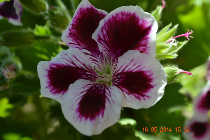 DSC_0469 - Florile mele 2014