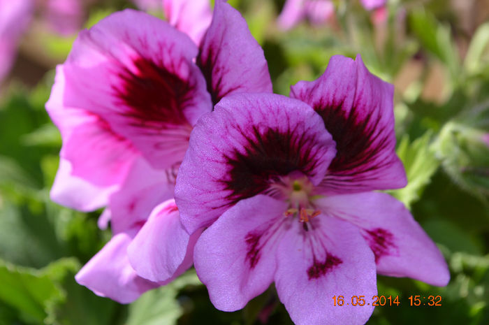DSC_0470 - Florile mele 2014