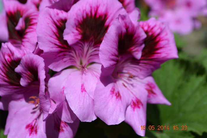 DSC_0472 - Florile mele 2014
