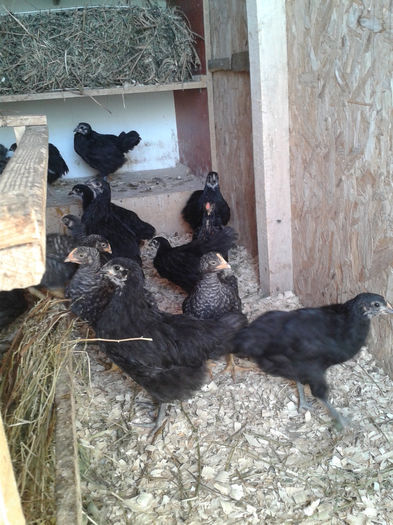 pui austrlaorp si barat - gaini australorp