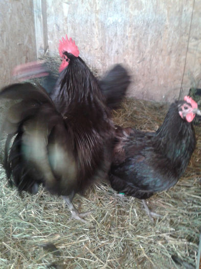 austr - gaini australorp