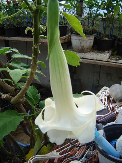 DSC05686 - datura