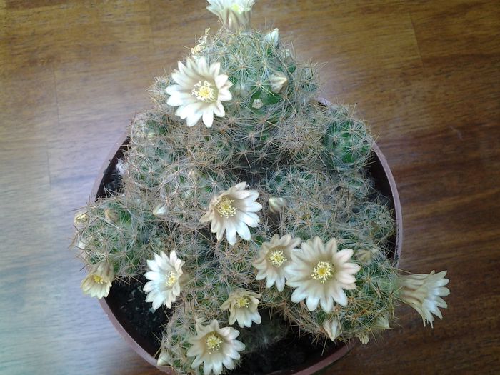 20140520_134216 - 1mai