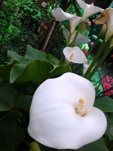 20140520_133819 - 1mai