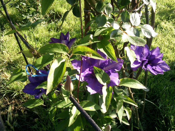 Photo2671 - 2014 Trandafiri si clematis