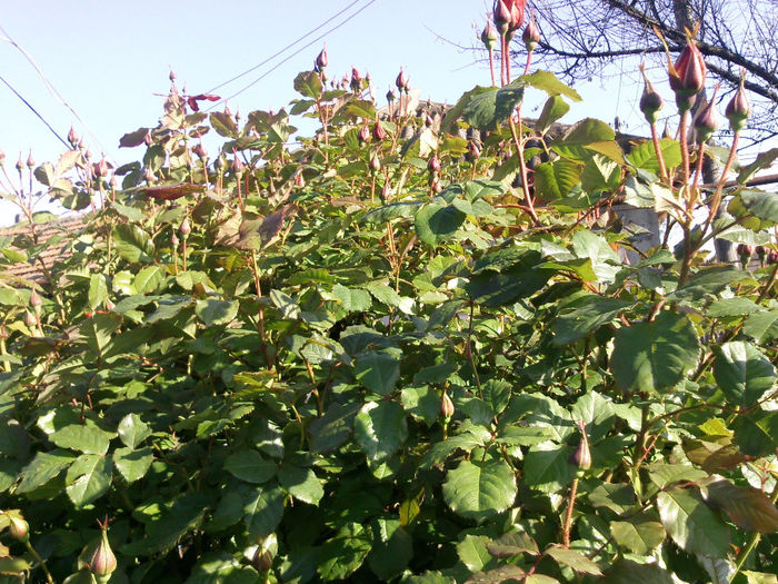 Photo2673 - 2014 Trandafiri si clematis