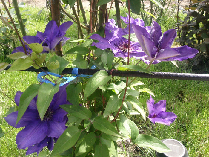 Photo2678 - 2014 Trandafiri si clematis
