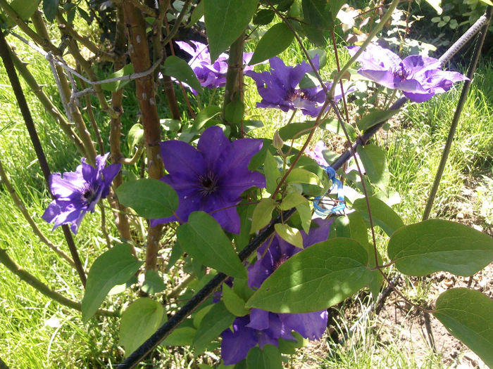 Photo2685 - 2014 Trandafiri si clematis