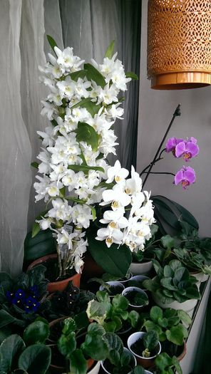 IMAG0030 - orhidee