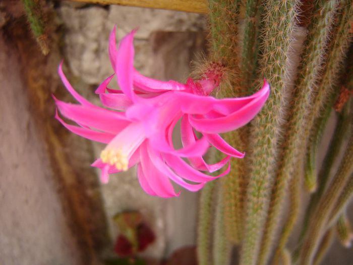 DSC01906 - cactusi
