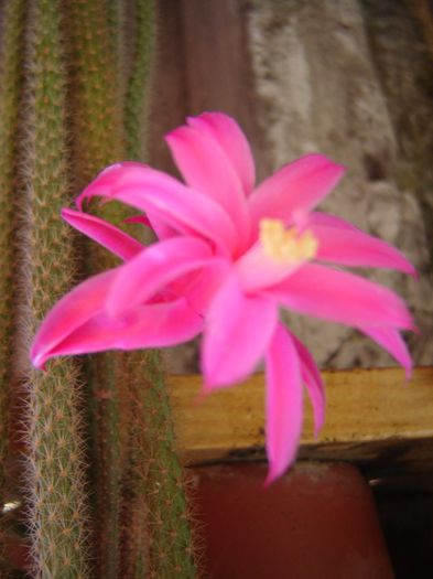 DSC01907 - cactusi