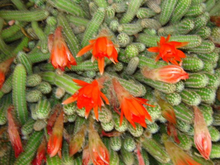 DSC02027 - cactusi