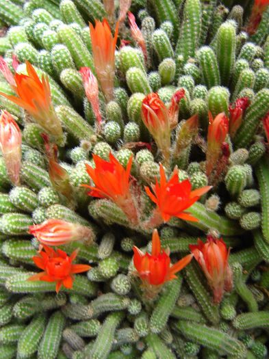 DSC02063 - cactusi
